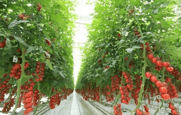 中央一号文件明确指出：2023年设施农业这样干！(图6)